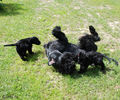 Файл=riesenschnauzer~2.jpg
Объём=1271KB
Размеры=960x800
Дата=Июль 14, 2008 riesenschnauzer~2.jpg