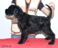 Файл=riesenschnauzer~3.jpg
Объём=135KB
Размеры=960x800
Дата=Окт 18, 2008 riesenschnauzer~3.jpg