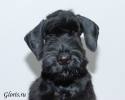 Файл=riesenschnauzer~5.jpg
Объём=98KB
Размеры=1000x800
Дата=Дек 09, 2008 riesenschnauzer~5.jpg