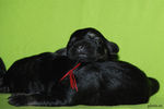 Файл=riesenschnauzer-puppies.jpg
Объём=503KB
Размеры=1200x800
Дата=Март 23, 2008 riesenschnauzer-puppies.jpg