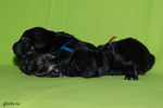Файл=riesenschnauzer-puppies1.jpg
Объём=460KB
Размеры=1200x800
Дата=Март 23, 2008 riesenschnauzer-puppies1.jpg