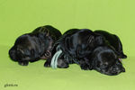 Файл=riesenschnauzer-puppies2.jpg
Объём=528KB
Размеры=1200x800
Дата=Март 23, 2008 riesenschnauzer-puppies2.jpg