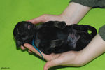 Файл=riesenschnauzer-puppy.jpg
Объём=498KB
Размеры=1200x800
Дата=Март 23, 2008 riesenschnauzer-puppy.jpg