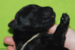 Файл=riesenschnauzer-puppy1.jpg
Объём=497KB
Размеры=1200x800
Дата=Март 23, 2008 riesenschnauzer-puppy1.jpg