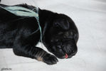 Файл=riesenschnauzer-puppy2.jpg
Объём=578KB
Размеры=1195x800
Дата=Март 23, 2008 riesenschnauzer-puppy2.jpg