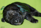 riesenschnauzer-puppy3.jpg