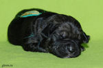 Файл=riesenschnauzer-puppy4.jpg
Объём=541KB
Размеры=1200x800
Дата=Март 23, 2008 riesenschnauzer-puppy4.jpg
