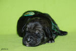 Файл=riesenschnauzer-puppy5.jpg
Объём=504KB
Размеры=1200x800
Дата=Март 23, 2008 riesenschnauzer-puppy5.jpg