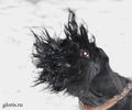 Файл=riesenschnauzer1.jpg
Объём=271KB
Размеры=960x800
Дата=Март 24, 2008 riesenschnauzer1.jpg