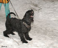 Файл=riesenschnauzer1a.jpg
Объём=325KB
Размеры=720x600
Дата=Март 14, 2008 riesenschnauzer1a.jpg