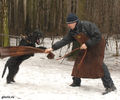 Файл=riesenschnauzer2a.jpg
Объём=343KB
Размеры=720x600
Дата=Март 14, 2008 riesenschnauzer2a.jpg