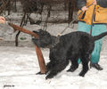 Файл=riesenschnauzer3.jpg
Объём=318KB
Размеры=720x600
Дата=Март 14, 2008 riesenschnauzer3.jpg
