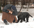 Файл=riesenschnauzerCh5.jpg
Объём=308KB
Размеры=720x600
Дата=Март 14, 2008 riesenschnauzerCh5.jpg