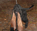 Файл=riesenschnauzerCh6.jpg
Объём=402KB
Размеры=720x600
Дата=Март 14, 2008 riesenschnauzerCh6.jpg