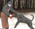 Файл=riesenschnauzerD7.jpg
Объём=325KB
Размеры=720x600
Дата=Март 14, 2008 riesenschnauzerD7.jpg