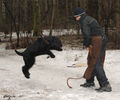 Файл=riesenschnauzerQ1.jpg
Объём=331KB
Размеры=720x600
Дата=Март 14, 2008 riesenschnauzerQ1.jpg