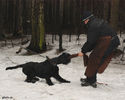 Файл=riesenschnauzerQ3.jpg
Объём=315KB
Размеры=753x600
Дата=Март 14, 2008 riesenschnauzerQ3.jpg