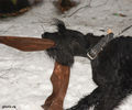 Файл=riesenschnauzerQ5.jpg
Объём=269KB
Размеры=720x600
Дата=Март 14, 2008 riesenschnauzerQ5.jpg