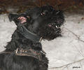 Файл=riesenschnauzerTavish.jpg
Объём=257KB
Размеры=720x600
Дата=Март 14, 2008 riesenschnauzerTavish.jpg
