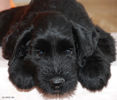 Файл=riesenschnauzer_.jpg
Объём=481KB
Размеры=936x800
Дата=Май 03, 2008 riesenschnauzer_.jpg