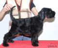 Файл=riesenschnauzer_1~0.jpg
Объём=132KB
Размеры=960x800
Дата=Окт 18, 2008 riesenschnauzer_1~0.jpg