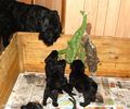 Файл=riesenschnauzer_1.jpg
Объём=100KB
Размеры=720x600
Дата=Март 03, 2008 riesenschnauzer_1.jpg