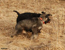 Файл=riesenschnauzer_2~0.jpg
Объём=388KB
Размеры=663x510
Дата=Апр 03, 2008 riesenschnauzer_2~0.jpg