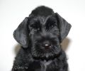 Файл=riesenschnauzer_2~1.jpg
Объём=106KB
Размеры=960x800
Дата=Окт 18, 2008 riesenschnauzer_2~1.jpg