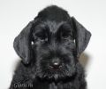Файл=riesenschnauzer_3~0.jpg
Объём=114KB
Размеры=960x800
Дата=Окт 18, 2008 riesenschnauzer_3~0.jpg