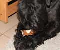 Файл=riesenschnauzer_5.jpg
Объём=108KB
Размеры=720x600
Дата=Март 03, 2008 riesenschnauzer_5.jpg
