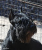 riesenschnauzer_Bill~0.jpg