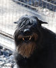 Файл=riesenschnauzer_Bill_1.jpg
Объём=306KB
Размеры=667x800
Дата=Март 21, 2008 riesenschnauzer_Bill_1.jpg
