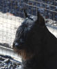 Файл=riesenschnauzer_Bill_3.jpg
Объём=321KB
Размеры=667x800
Дата=Март 21, 2008 riesenschnauzer_Bill_3.jpg