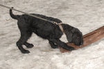 Файл=riesenschnauzer_Billich.jpg
Объём=532KB
Размеры=1200x800
Дата=Март 24, 2008 riesenschnauzer_Billich.jpg