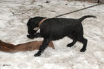 Файл=riesenschnauzer_Billich0.jpg
Объём=615KB
Размеры=1200x800
Дата=Март 24, 2008 riesenschnauzer_Billich0.jpg