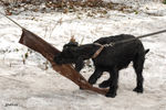 Файл=riesenschnauzer_Billich1.jpg
Объём=734KB
Размеры=1200x800
Дата=Март 24, 2008 riesenschnauzer_Billich1.jpg