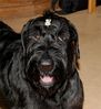 Файл=riesenschnauzer_Butch.jpg
Объём=188KB
Размеры=549x600
Дата=Март 09, 2008 riesenschnauzer_Butch.jpg