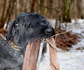 riesenschnauzer_Chipola3.jpg