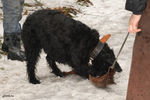 Файл=riesenschnauzer_Dusja1.jpg
Объём=570KB
Размеры=1200x800
Дата=Март 24, 2008 riesenschnauzer_Dusja1.jpg