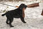Файл=riesenschnauzer_Dusja2.jpg
Объём=782KB
Размеры=1200x800
Дата=Март 24, 2008 riesenschnauzer_Dusja2.jpg