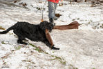 Файл=riesenschnauzer_Dusja4.jpg
Объём=804KB
Размеры=1195x800
Дата=Март 24, 2008 riesenschnauzer_Dusja4.jpg