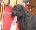 riesenschnauzer_Luna1.jpg