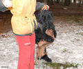 Файл=riesenschnauzer_Tavish.jpg
Объём=675KB
Размеры=960x800
Дата=Март 17, 2008 riesenschnauzer_Tavish.jpg