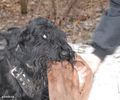 Файл=riesenschnauzer_Tavish2.jpg
Объём=463KB
Размеры=960x800
Дата=Март 17, 2008 riesenschnauzer_Tavish2.jpg