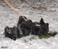Файл=riesenschnauzer_Tavish3.jpg
Объём=702KB
Размеры=960x800
Дата=Март 17, 2008 riesenschnauzer_Tavish3.jpg