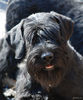 Файл=riesenschnauzer_Tisha.jpg
Объём=405KB
Размеры=667x800
Дата=Март 21, 2008 riesenschnauzer_Tisha.jpg