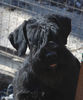 Файл=riesenschnauzer_Tisha_3.jpg
Объём=325KB
Размеры=667x800
Дата=Март 21, 2008 riesenschnauzer_Tisha_3.jpg