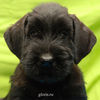 Файл=riesenschnauzer_puppy~0.jpg
Объём=257KB
Размеры=600x600
Дата=Март 23, 2008 riesenschnauzer_puppy~0.jpg