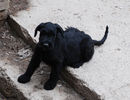 Файл=riesenschnauzer_puppy~1.jpg
Объём=589KB
Размеры=1040x800
Дата=Апр 03, 2008 riesenschnauzer_puppy~1.jpg
