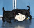 Файл=riesenschnauzer_puppy~2.jpg
Объём=104KB
Размеры=960x800
Дата=Окт 11, 2008 riesenschnauzer_puppy~2.jpg
